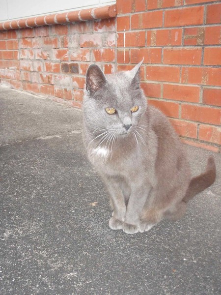 Smokey, who at 24 years and 9 months of age is believed to be New Zealand�s oldest cat